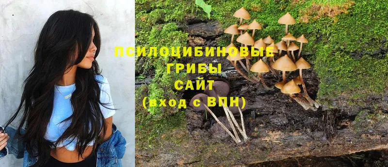 omg онион  Буй  Псилоцибиновые грибы MAGIC MUSHROOMS 